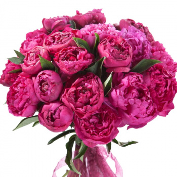 Букет из 21 красного пиона